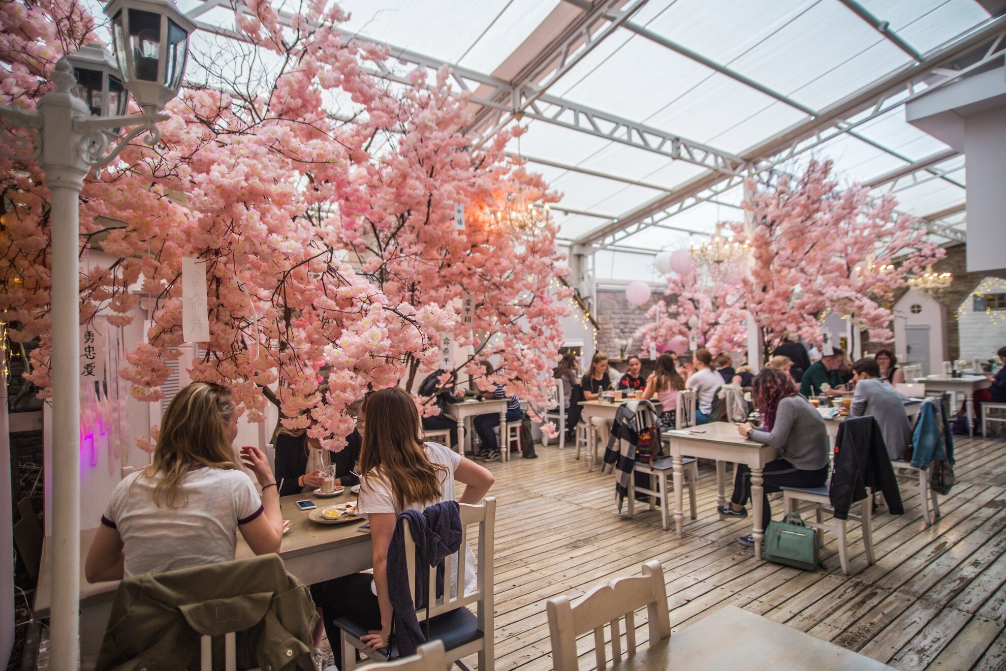 Cherry Blossom inside Restaurant